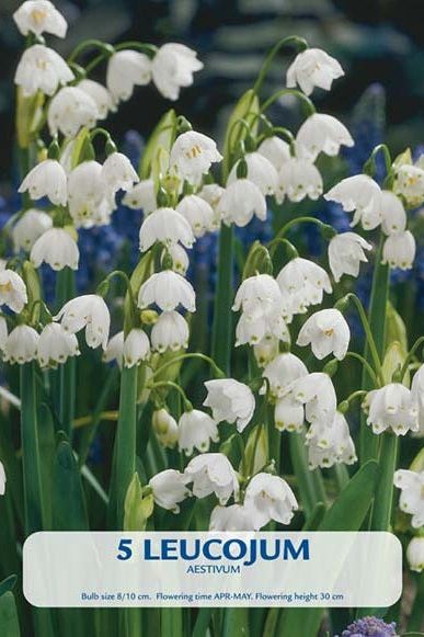 Snøklokke Aestivum 5-pakk